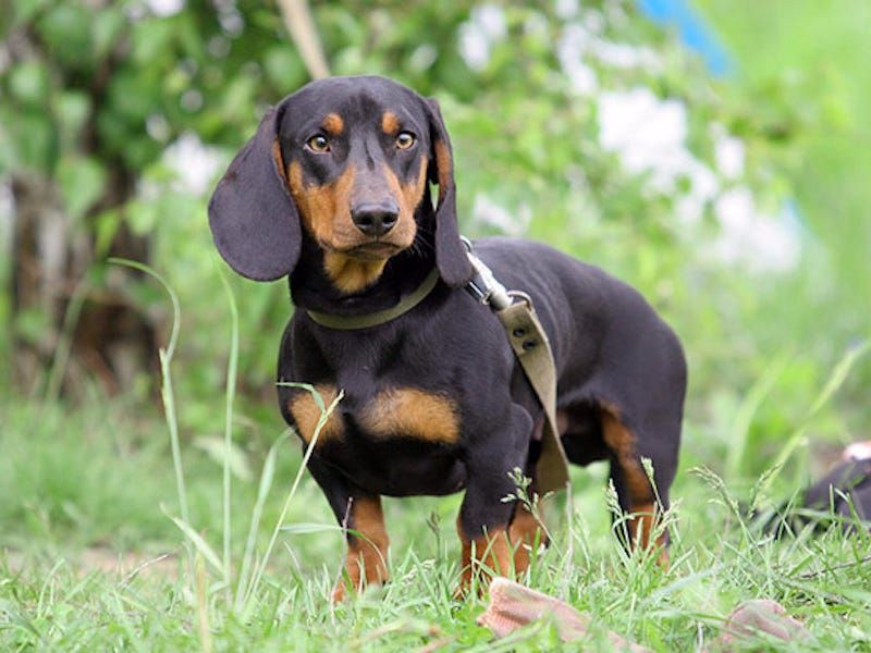 Dachshund