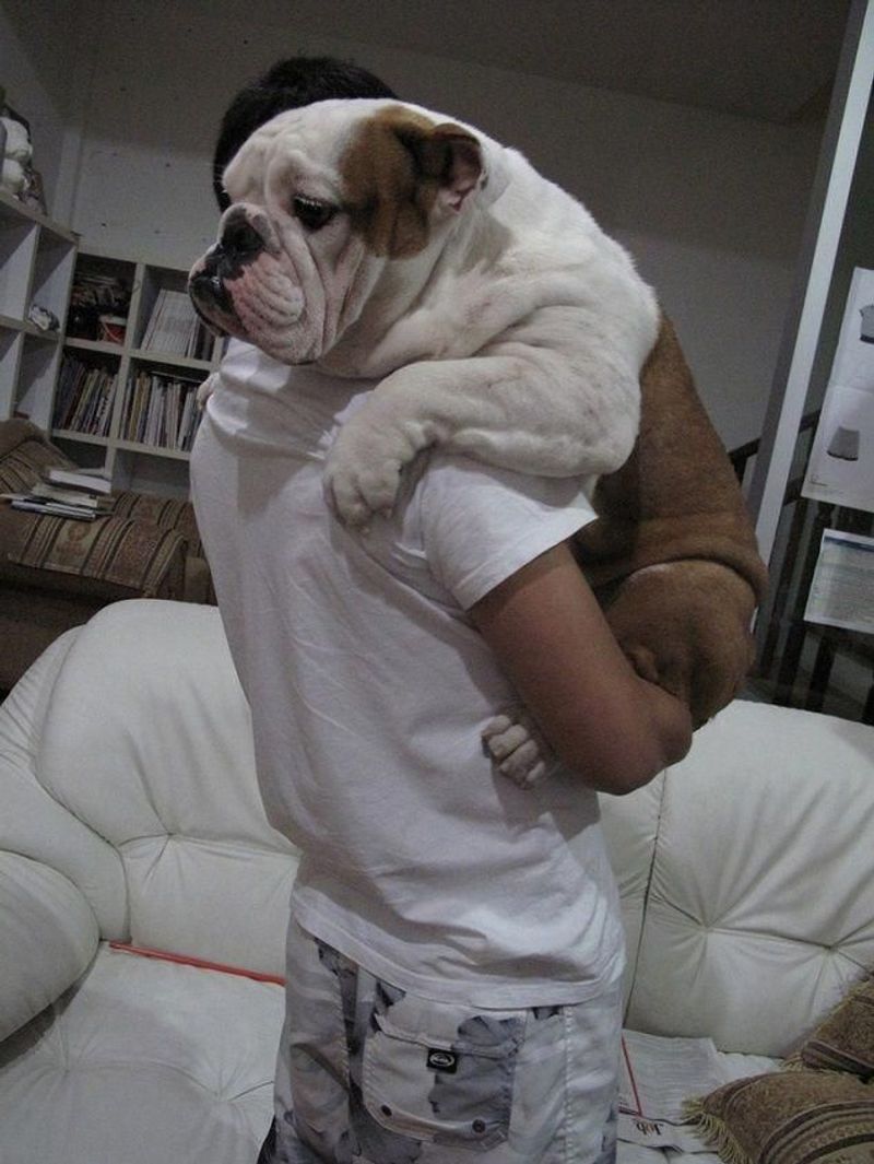 Bulldog