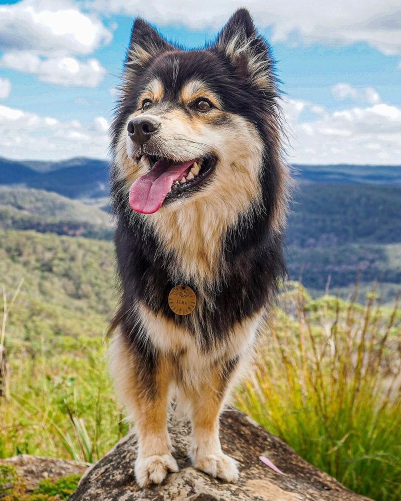 Finnish Lapphund