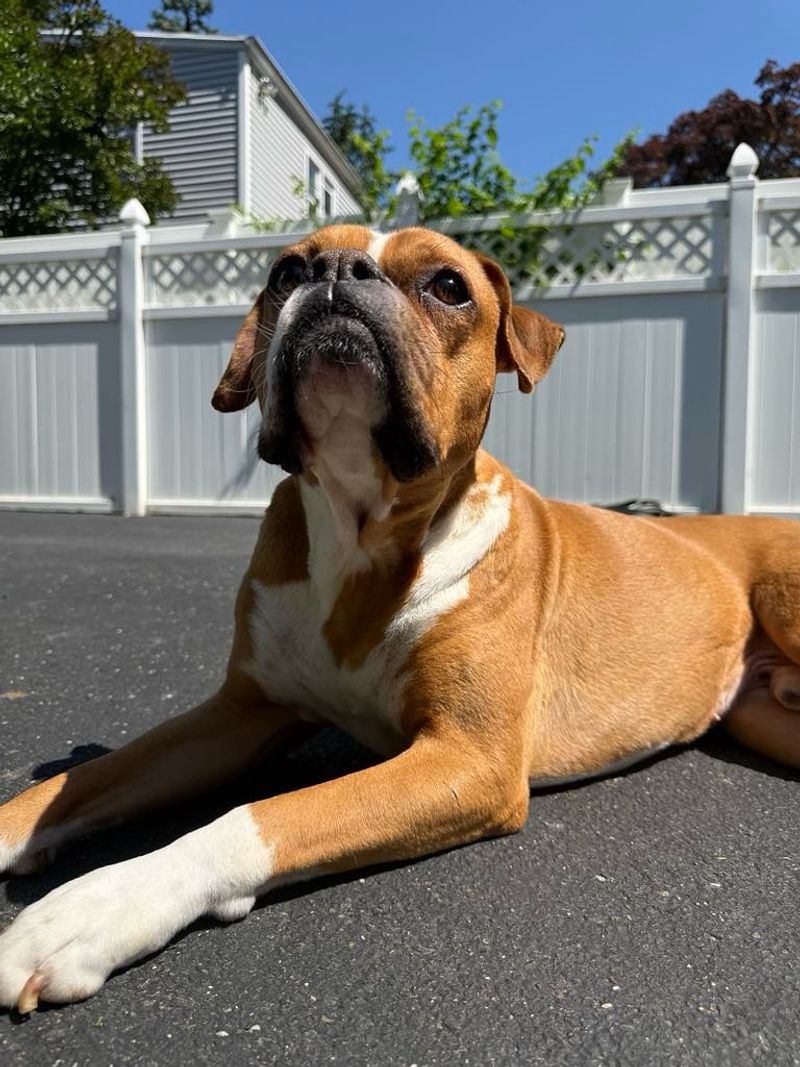Boxer
