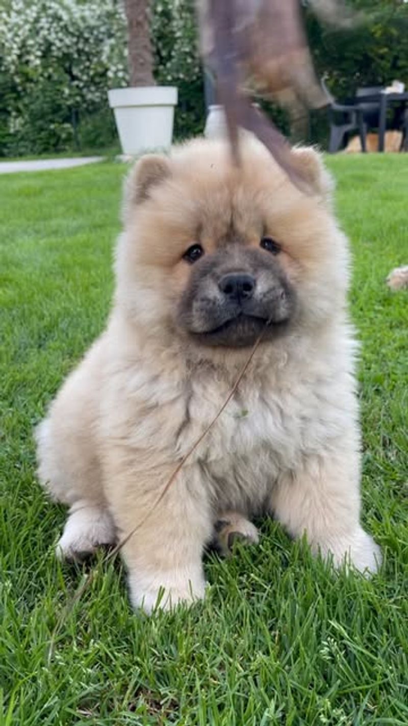 Chow Chow