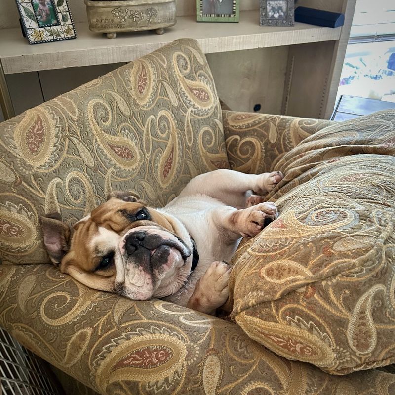 Bulldog