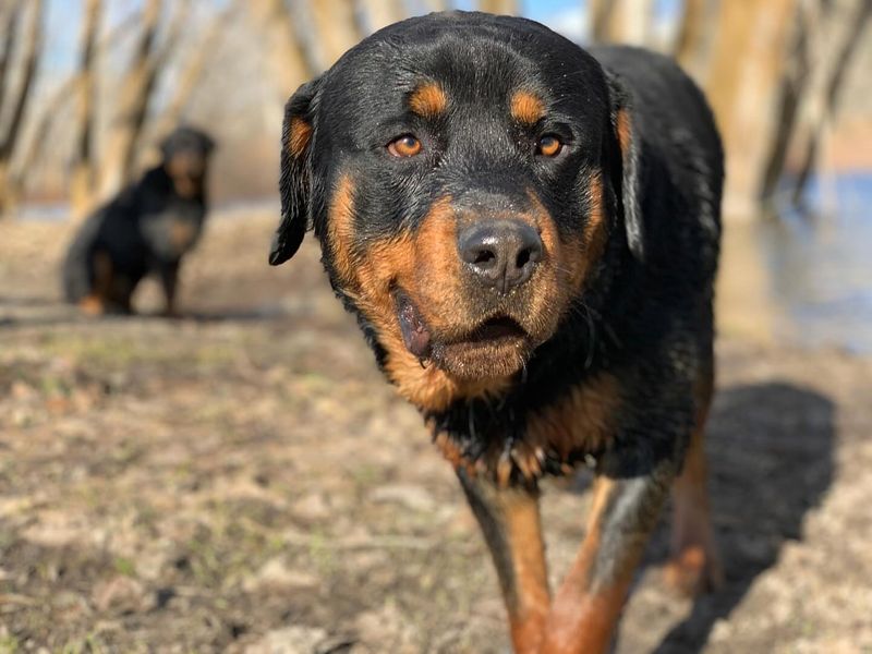 Rottweiler