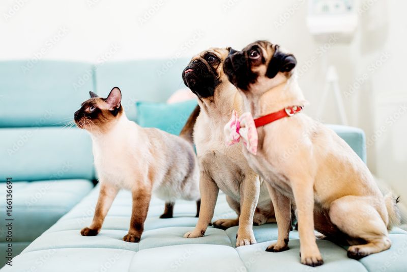 Pug