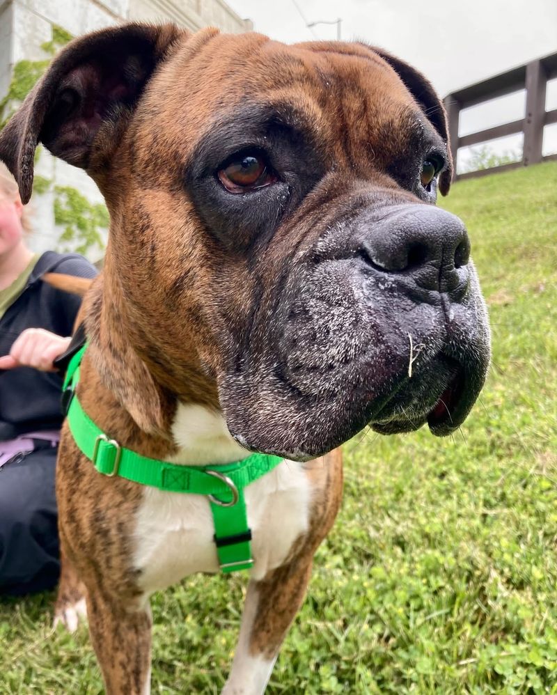 Boxer