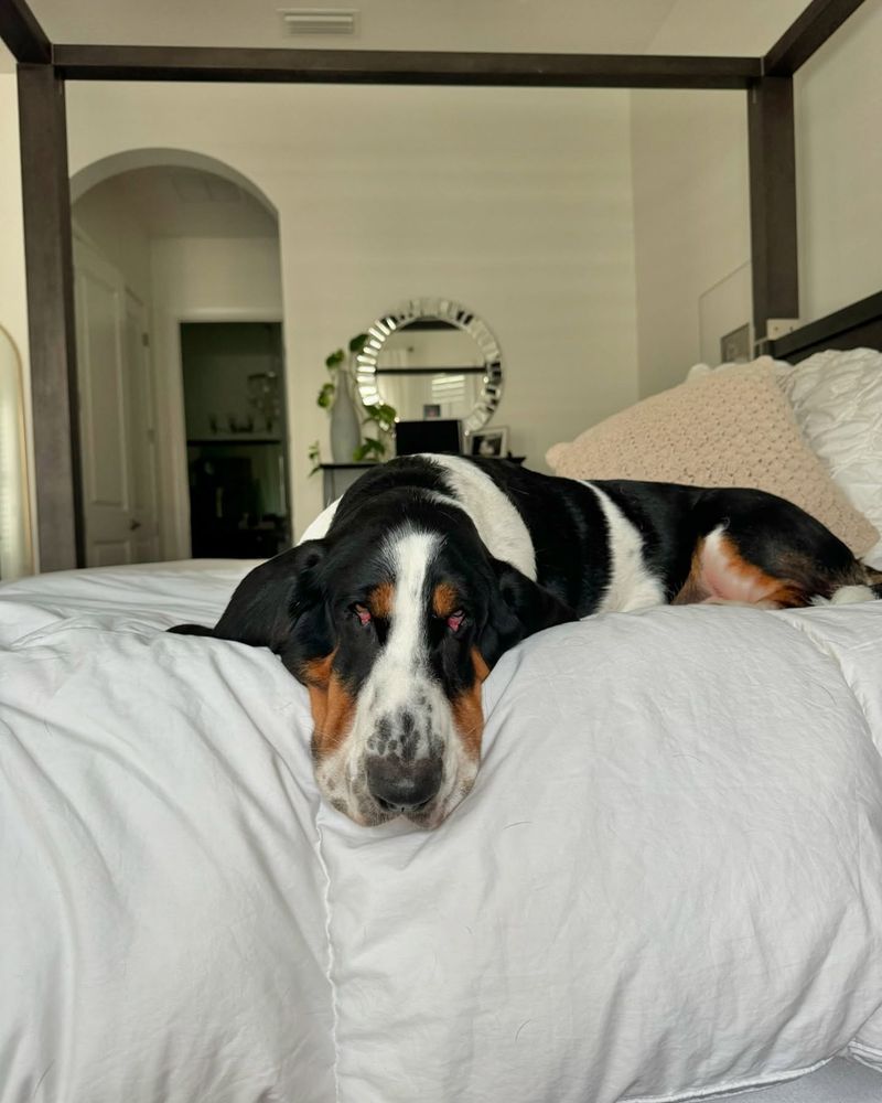 Basset Hound