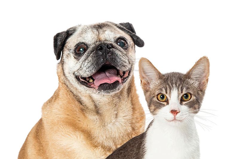 Pug