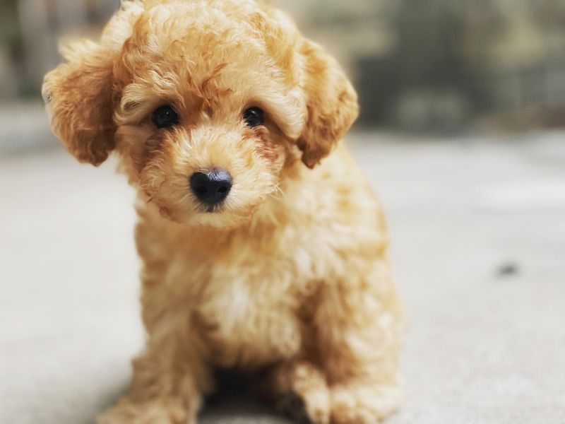 Poodle