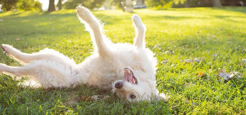 Joyful Rolling