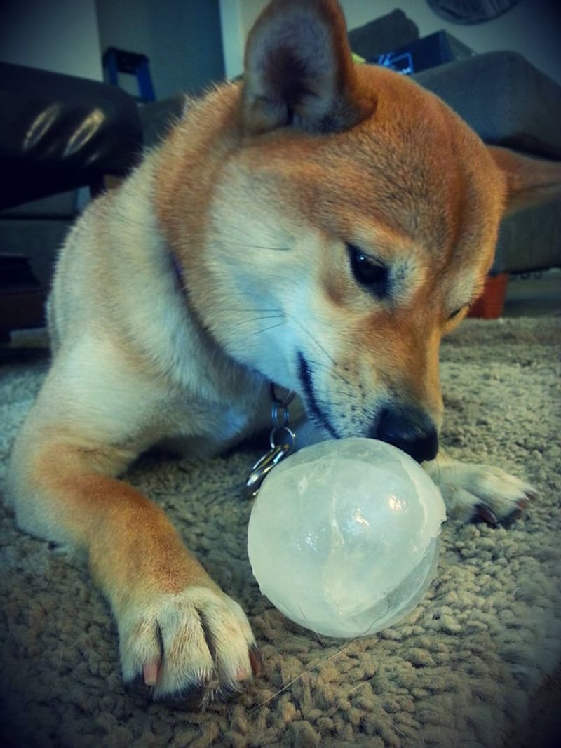 Ice Toys
