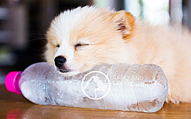 Frozen Water Bottle