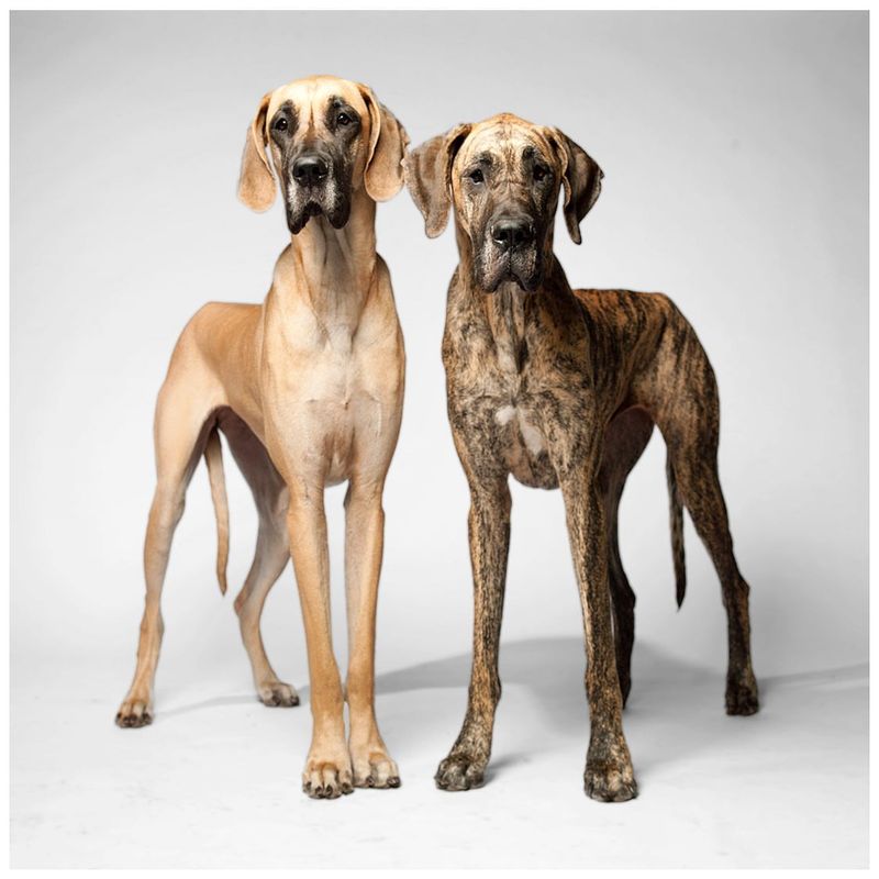Great Dane