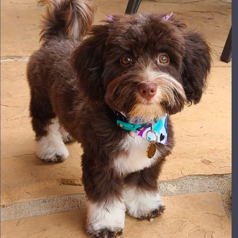 Havanese