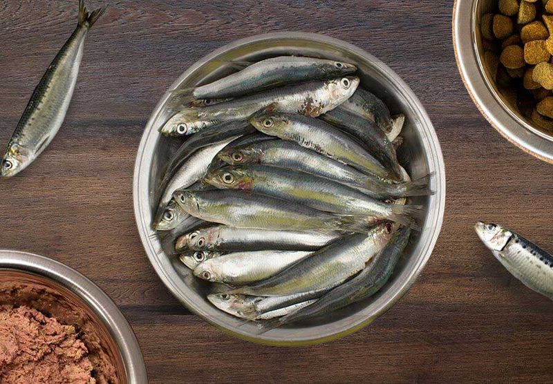 Savory Sardine Mix