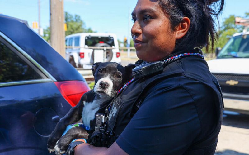 Advocate for Animal Welfare Laws