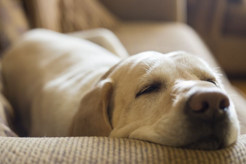 A Quiet Spot to Nap