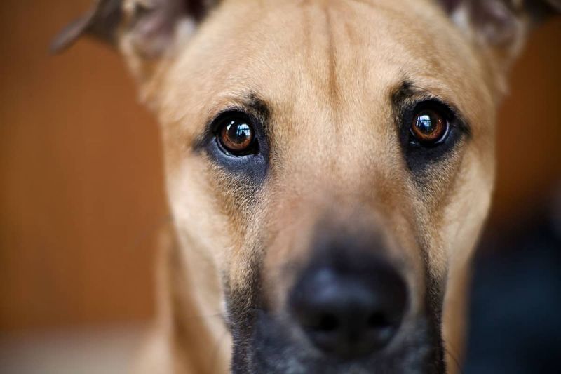 Expressive Eyes
