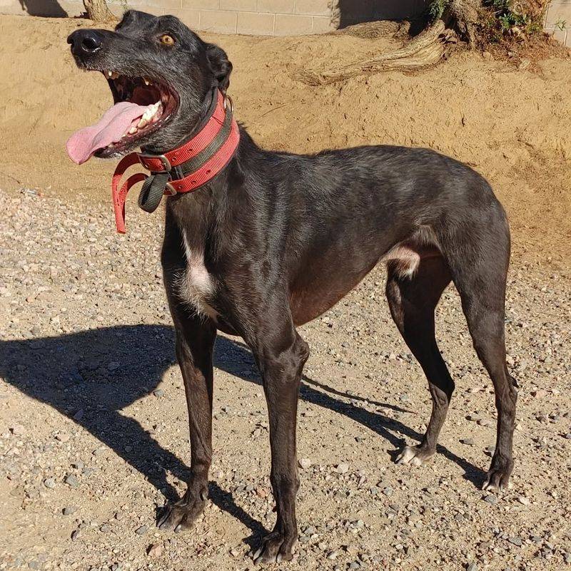 Staghound