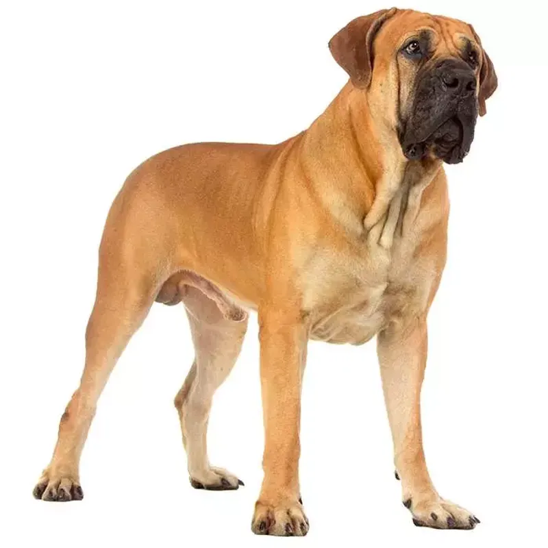 Boerboel