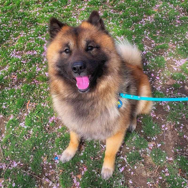Eurasier