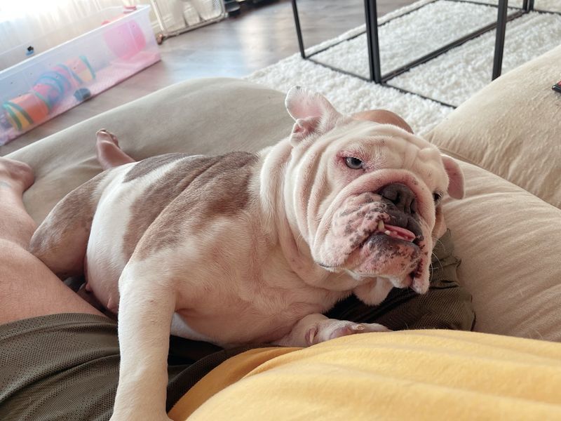 Bulldog