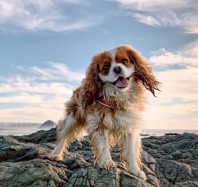 Cavalier King Charles Spaniel