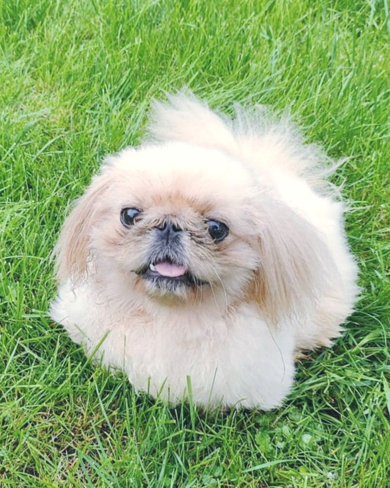 Pekingese