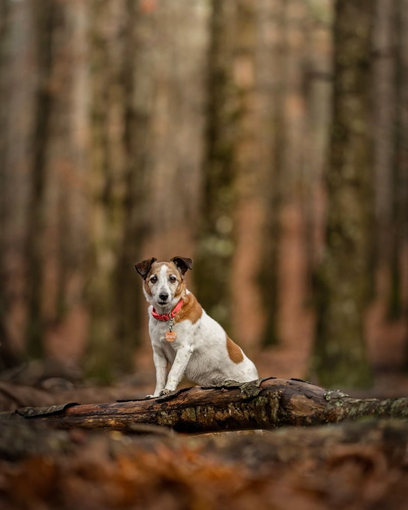 Jack Russell Terrier