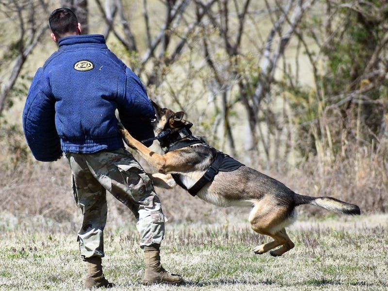 Belgian Malinois