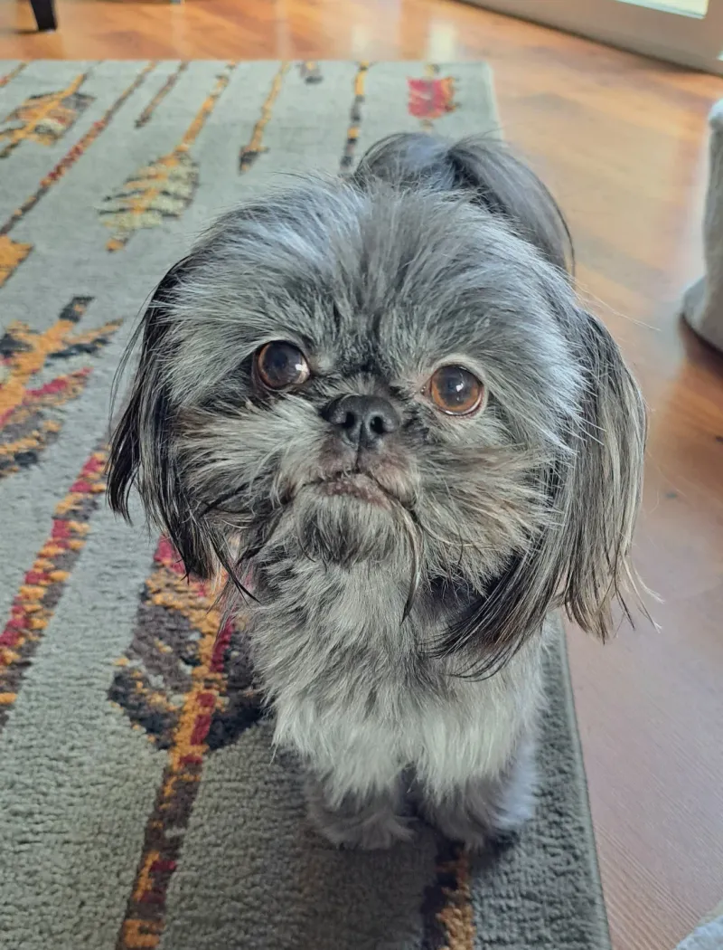 Shih Tzu