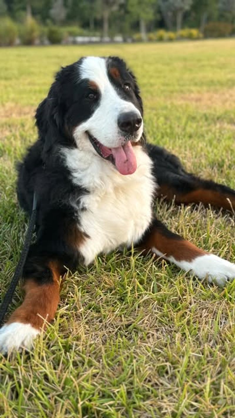 Bernese Mountain Dog