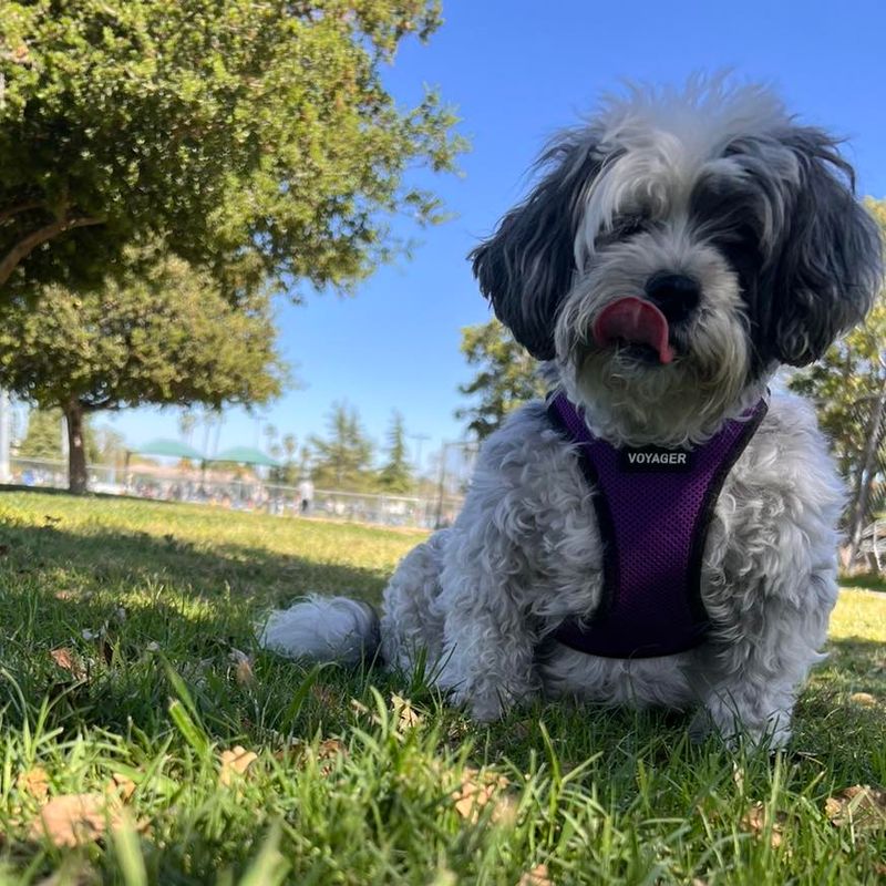 Havanese
