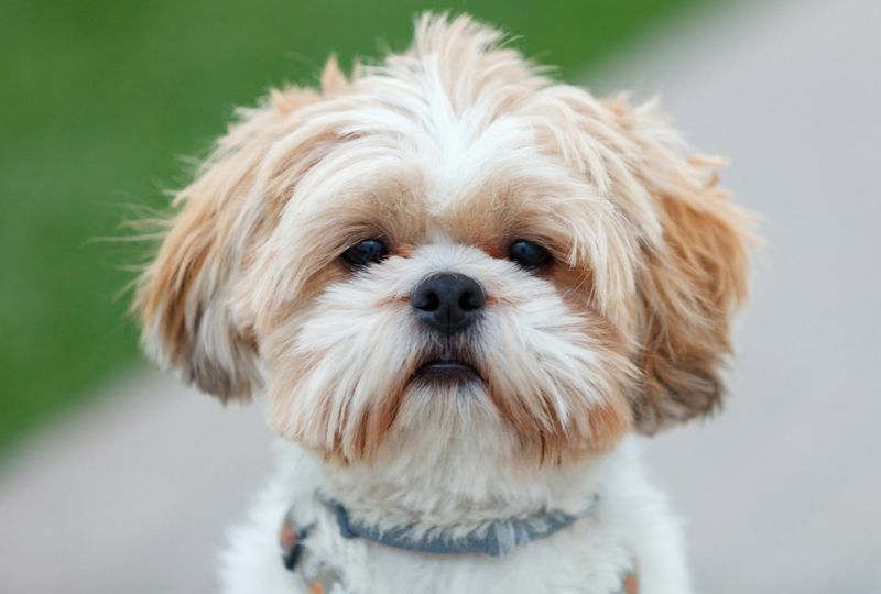 Shih Tzu