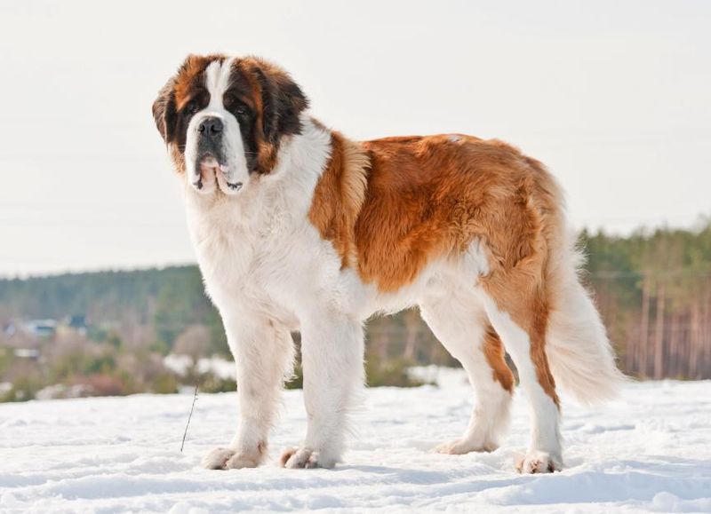 Saint Bernard