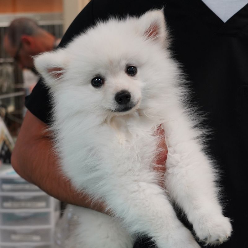 Pomeranian