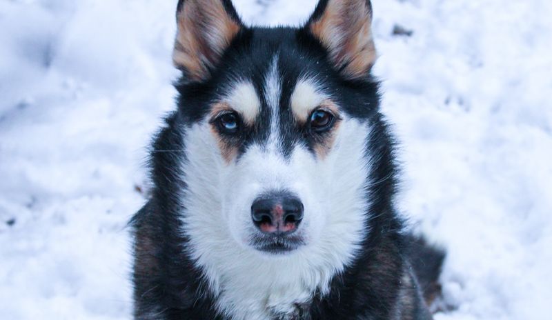 Siberian Husky