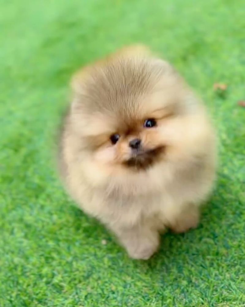 Pomeranian