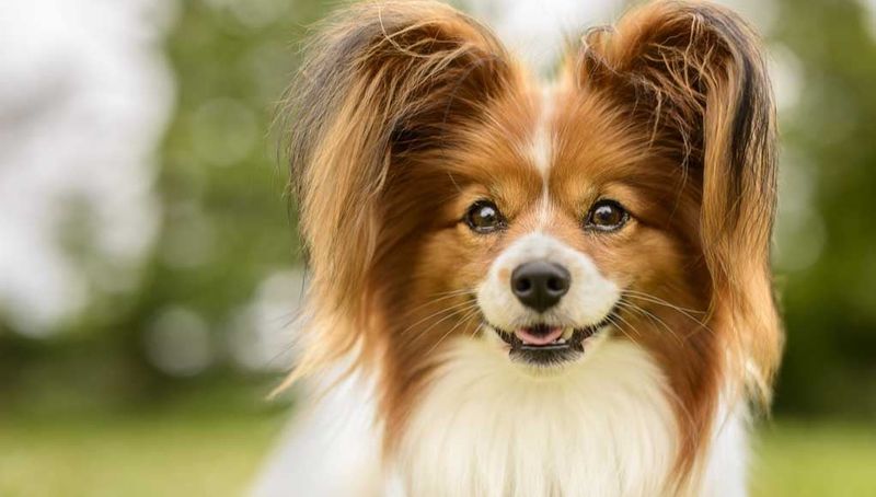 Papillon