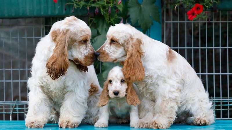 Cocker Spaniel