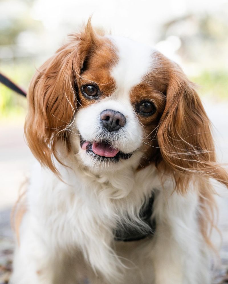 Cavalier King Charles Spaniel