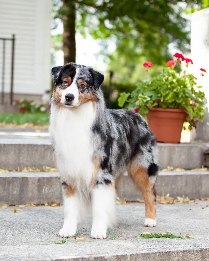 Australian Shepherd