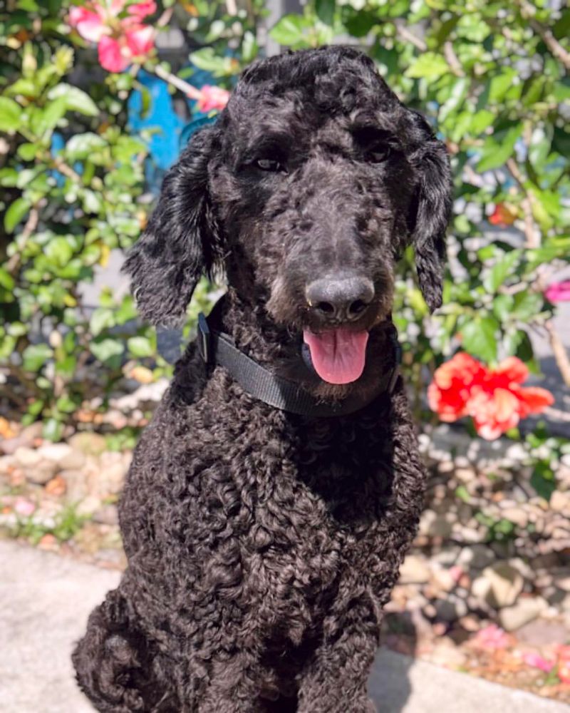 Poodle