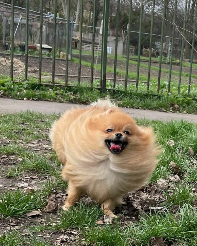 Pomeranian