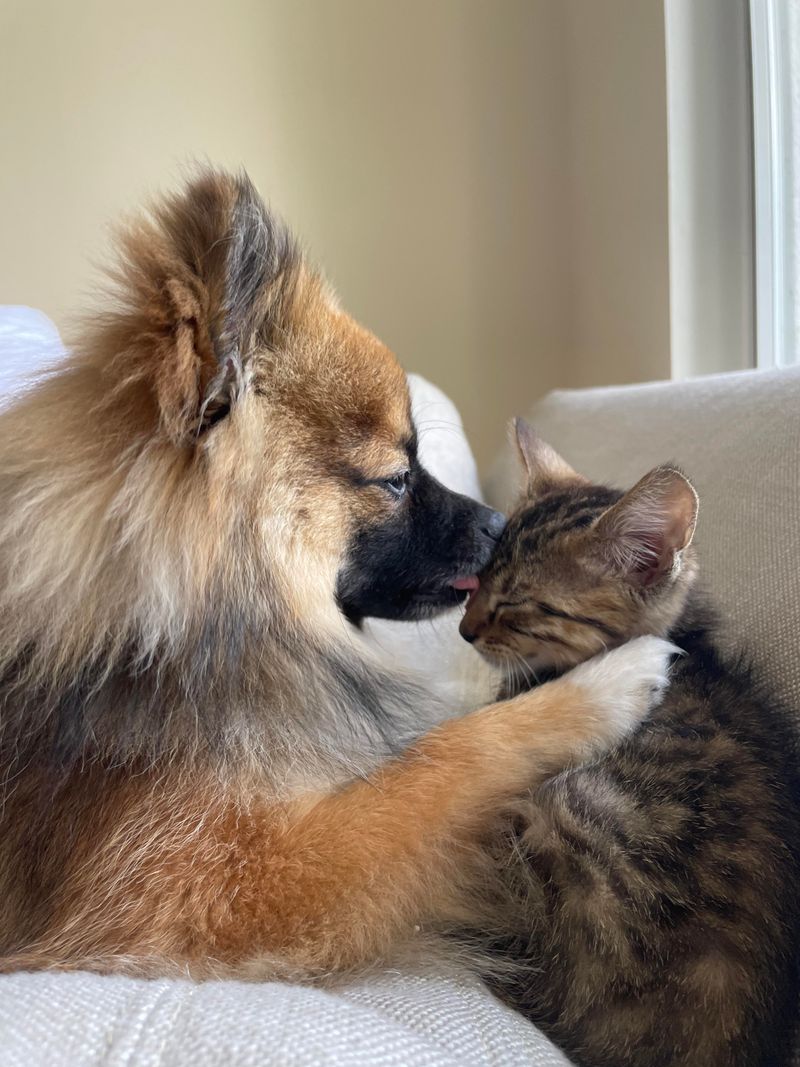 Pomeranian