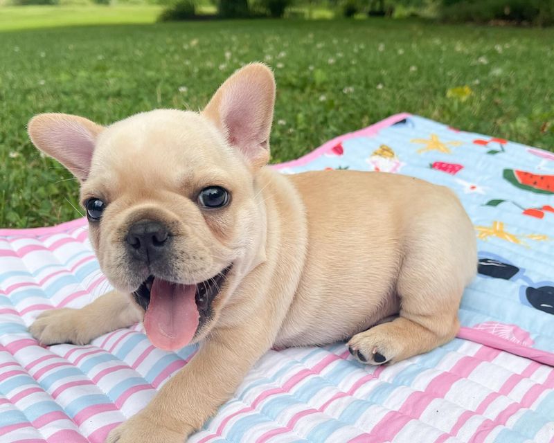 French Bulldog