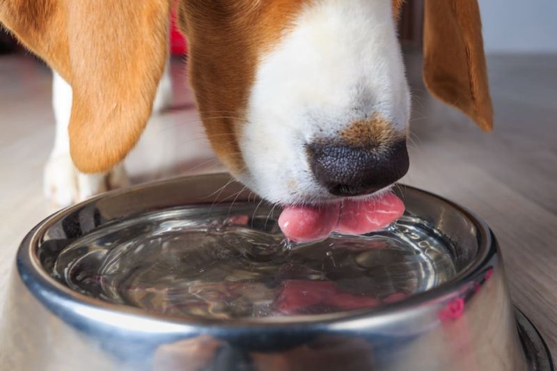 Proper Hydration