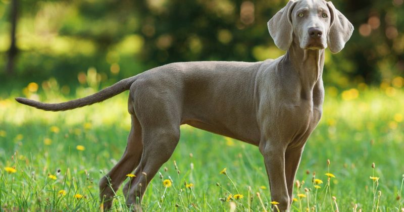 Weimaraner