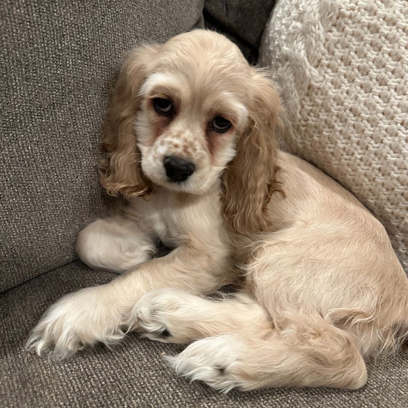 Cocker Spaniel