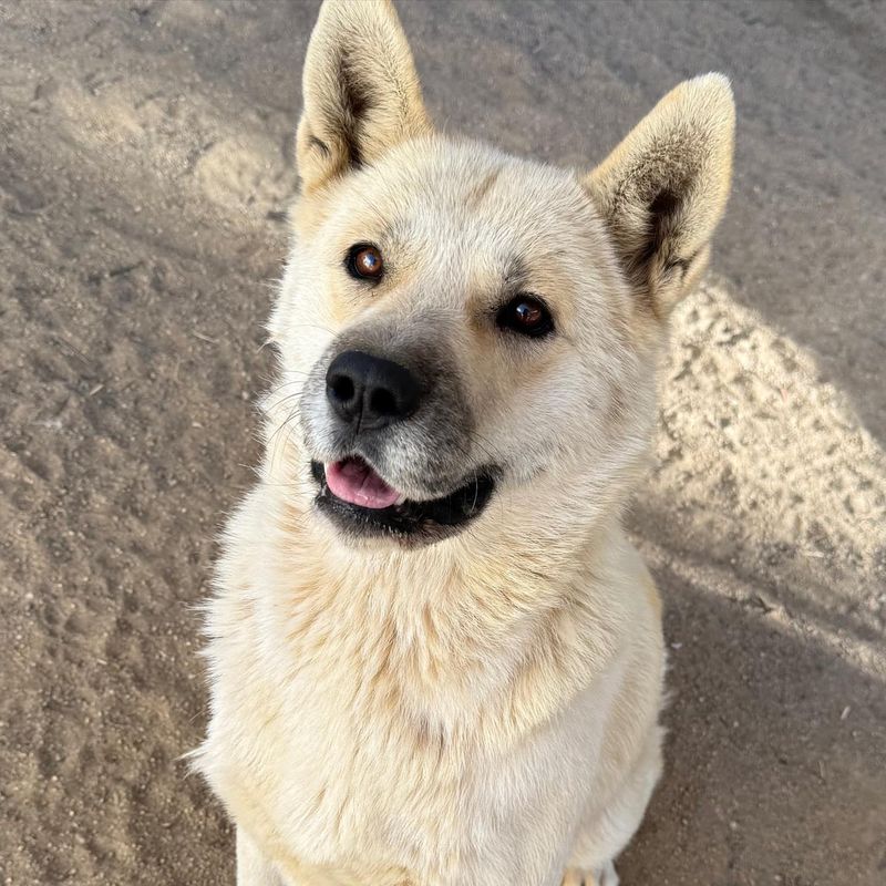 Akita