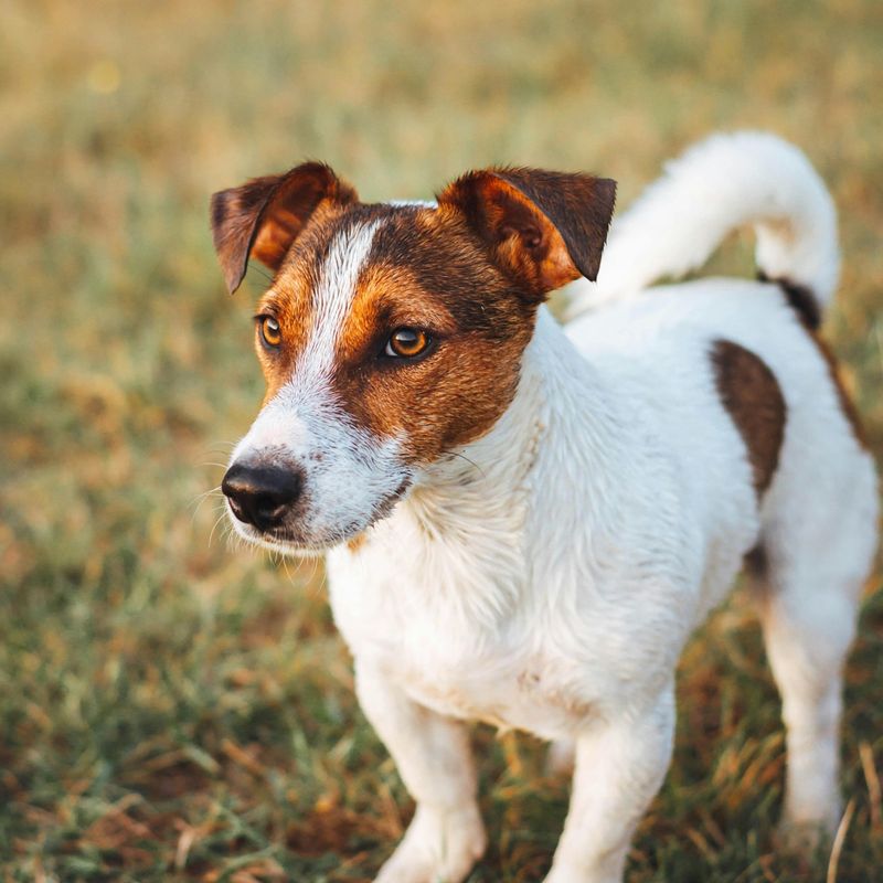 Jack Russell Terrier